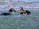 lekker vissie6  Crested Grebes : frieda